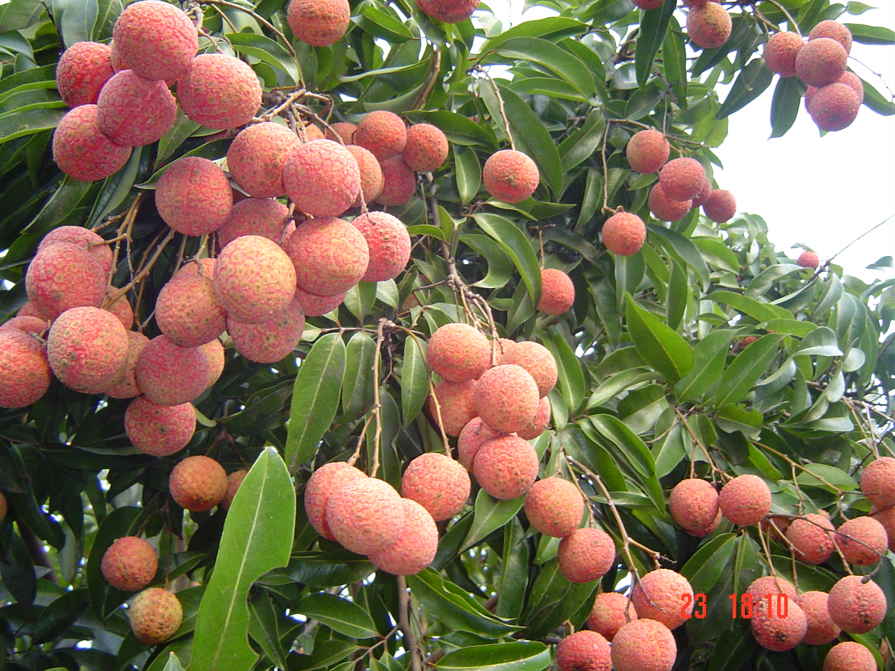 vai-thieu